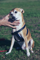 Pinscher Dog Lawn Portrait