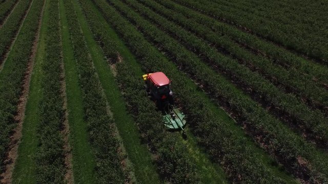 Aerial view of tractor mowing and spraying blueberry field