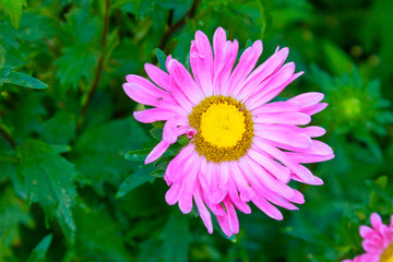 Obraz premium Pink aster in the garden