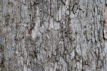The dried bark