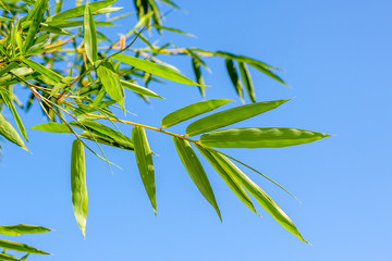 Feuilles de Bambou
Feuilles de Bambou à la Réunion