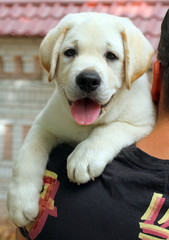 a little labrador puppy on a shoulder