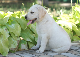 the little cute labrador puppy n the garden