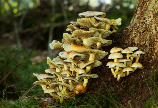 Sulphur Tuft, a poisonous mushroom, growing on a dead Oak tree