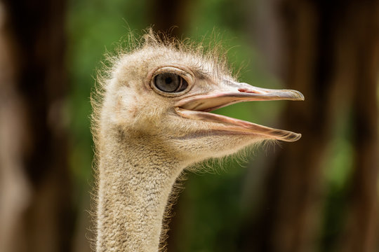 Ostrich head close up