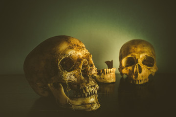 Still life of skull