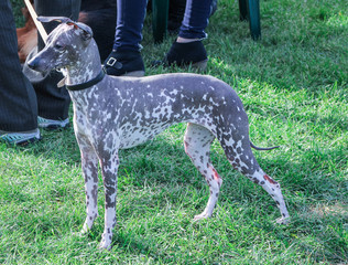exotic breed of dog with no hair on green grass