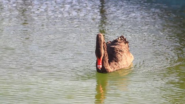 Black swans swimming in the pond. 7D & 135mm f2.0 Swan floating and cleaning
