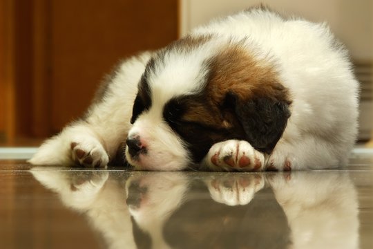 Saint bernard puppy