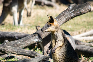Baby Känguru in der Sonne