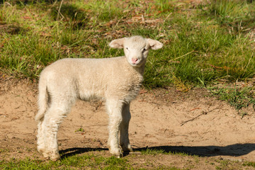 curious little lamb standing on meadow © Patrik Stedrak