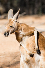 Australisches Riesen-Känguru kratzt sich in der Sonne © proxypixel