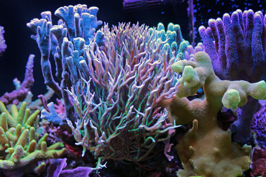Dream coral reef aquarium tank 