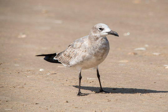 Seagull on South Padre Island Beach