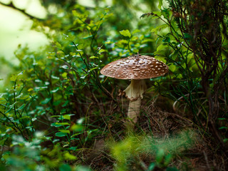 Autumn Walk in the woods. Amanita.