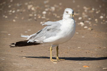Seagulls on South Padre Beach, Texas