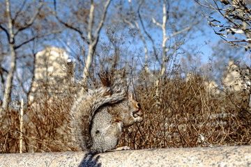 Cute Squirrel in Battery Park