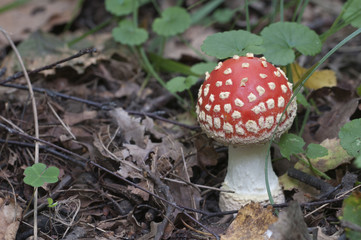 Toadstool mushroom