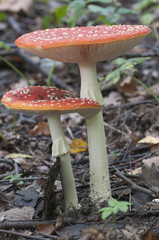Toadstool mushroom
