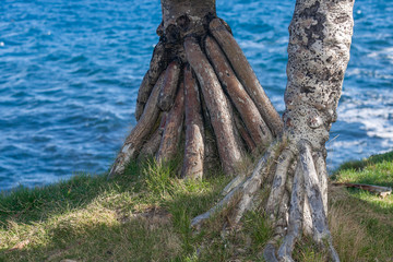 Fototapeta premium Racine de Vacoa Racine de Vacoa à l'île de la Réunion