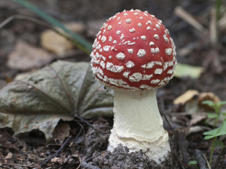 Toadstool mushroom