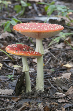 Toadstool mushroom