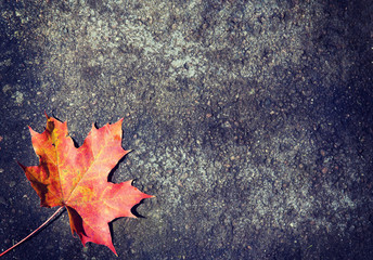 A single maple leaf with autumn colors in it. The leaf is fallen on an asphalt road. Image has a vintage effect.
