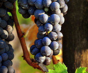 Malerisches Chianti - Weintrauben für den Chianti-Wein