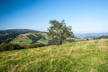 Fototapeta na wymiar mountain meadow with isolated tree, Tyniok hill on the background and clear sky on Ochodzita hill in Beskid Slaski mountains above Koniakow village
