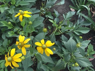 Yellow flowers plant