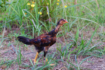 Thai baby Cockfight in nature,Thailand