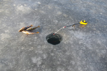 Winter fishing rod and fish on ice