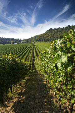 vineyard