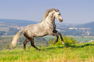 Obraz na płótnie Canvas Grey andalusian stallion run on pasture against blue hillls