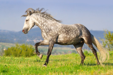 Fototapeta na wymiar Grey andalusian stallion run on pasture against blue hillls