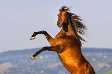 Bay stallion rearing up