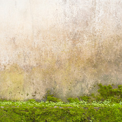 Mildewed walls