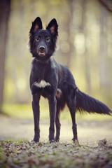 Black dog on walk