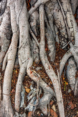 Racine d'arbre
Racine d'arbre à l'île de la Réunion