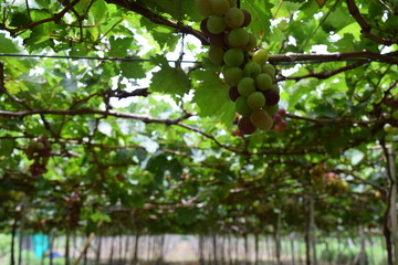 Fresh bunch grapes with green leaves hanging on the vineyard