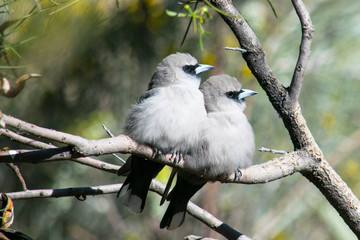 graues Vogelpärchen aus Ast, Australien