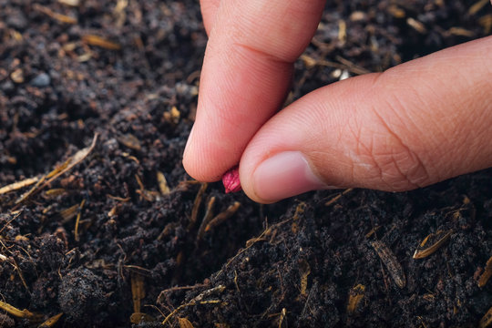 Farmer hand planting seed in soil