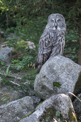 Great grey owl or Strix nebulosa