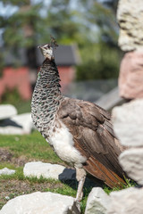 Fototapeta premium Peacock female bird