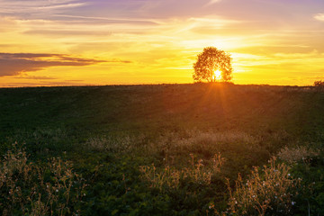 Landscape with single tree over sunset sky