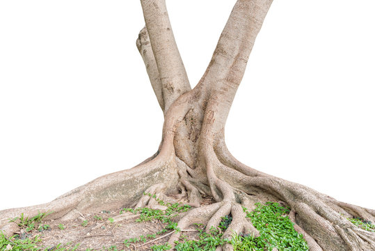 Roots of a tree isolated on white background. This has clipping path.