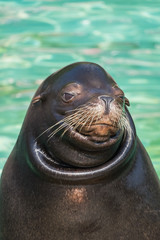 Obraz premium Portrait eines Seelöwen