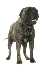 bull mastiff in studio