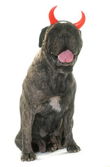 bull mastiff horned