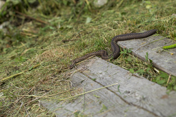 snake on the white background